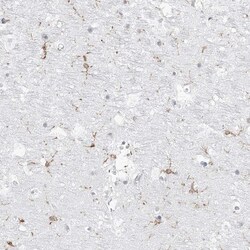 Invitrogen C11orf1 Polyclonal Antibody 100 &mu;L; Unconjugated:Antibodies,