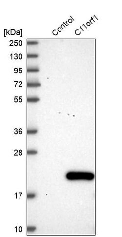Invitrogen C11orf1 Polyclonal Antibody 100 &mu;L; Unconjugated:Antibodies,
