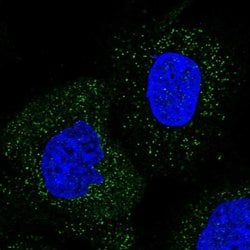 Invitrogen WDR48 Polyclonal Antibody 100 &mu;L; Unconjugated:Antibodies,