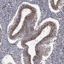 Invitrogen WDR48 Polyclonal Antibody 100 &mu;L; Unconjugated:Antibodies,