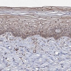 Invitrogen WDR48 Polyclonal Antibody 100 &mu;L; Unconjugated:Antibodies,
