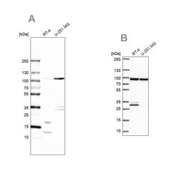 Invitrogen WDR48 Polyclonal Antibody 100 &mu;L; Unconjugated:Antibodies,