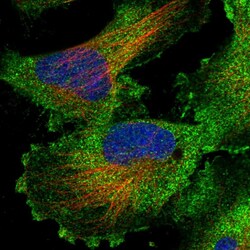 Invitrogen RASSF3 Polyclonal Antibody 100 &mu;L; Unconjugated:Antibodies,