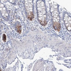 Invitrogen RCN1 Polyclonal Antibody 100 &mu;L; Unconjugated:Antibodies,