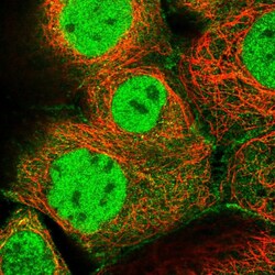 Invitrogen MCMBP Polyclonal Antibody 100 &mu;L; Unconjugated:Antibodies,