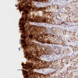 Invitrogen PSAPL1 Polyclonal Antibody 100 &mu;L; Unconjugated:Antibodies,
