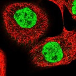 Invitrogen PPRC1 Polyclonal Antibody 100 &mu;L; Unconjugated:Antibodies,
