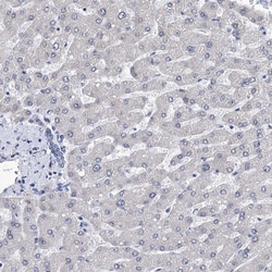 Invitrogen PPRC1 Polyclonal Antibody 100 &mu;L; Unconjugated:Antibodies,