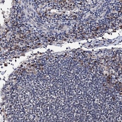 Invitrogen PPRC1 Polyclonal Antibody 100 &mu;L; Unconjugated:Antibodies,