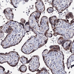 Invitrogen PPRC1 Polyclonal Antibody 100 &mu;L; Unconjugated:Antibodies,