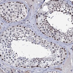 Invitrogen PPRC1 Polyclonal Antibody 100 &mu;L; Unconjugated:Antibodies,