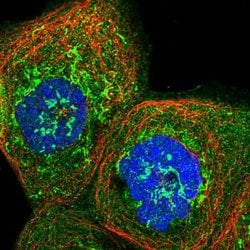 Invitrogen MRPS35 Polyclonal Antibody 100 &mu;L; Unconjugated:Antibodies,