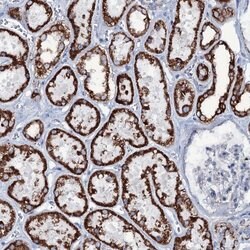 Invitrogen MRPS35 Polyclonal Antibody 100 &mu;L; Unconjugated:Antibodies,