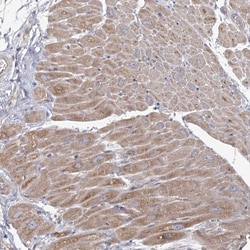 Invitrogen ANGPTL5 Polyclonal Antibody 100 &mu;L; Unconjugated:Antibodies,