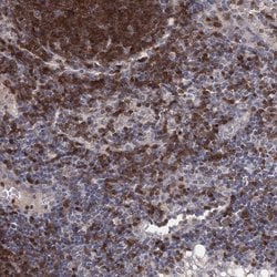 Invitrogen STAP1 Polyclonal Antibody 100 &mu;L; Unconjugated:Antibodies,