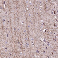 Invitrogen FCHSD2 Polyclonal Antibody 100 &mu;L; Unconjugated:Antibodies,