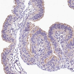 Invitrogen FCHSD2 Polyclonal Antibody 100 &mu;L; Unconjugated:Antibodies,