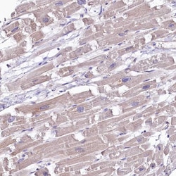Invitrogen FCHSD2 Polyclonal Antibody 100 &mu;L; Unconjugated:Antibodies,