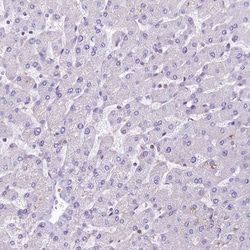 Invitrogen FCHSD2 Polyclonal Antibody 100 &mu;L; Unconjugated:Antibodies,