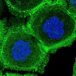 Invitrogen FCHSD2 Polyclonal Antibody 100 &mu;L; Unconjugated:Antibodies,