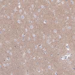 Invitrogen FCHSD2 Polyclonal Antibody 100 &mu;L; Unconjugated:Antibodies,