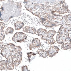 Invitrogen FCHSD2 Polyclonal Antibody 100 &mu;L; Unconjugated:Antibodies,