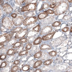 Invitrogen FCHSD2 Polyclonal Antibody 100 &mu;L; Unconjugated:Antibodies,