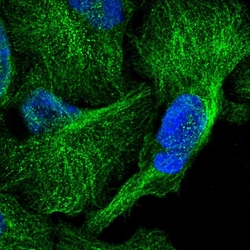 Invitrogen Cdc42EP2 Polyclonal Antibody 100 &mu;L | Buy Online | Invitrogen&trade; | Fisher Scientific