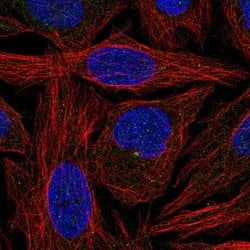 Invitrogen C11orf70 Polyclonal Antibody 100 &mu;L; Unconjugated:Antibodies,