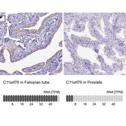 Invitrogen C11orf70 Polyclonal Antibody 100 &mu;L; Unconjugated:Antibodies,