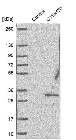 Invitrogen C11orf70 Polyclonal Antibody 100 &mu;L; Unconjugated:Antibodies,