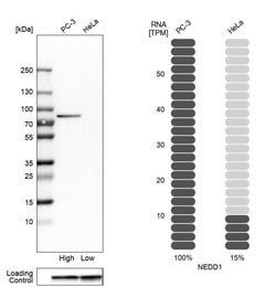 Invitrogen NEDD1 Polyclonal Antibody 100 &mu;L; Unconjugated:Antibodies,