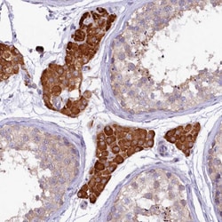 Invitrogen CEP295 Polyclonal Antibody 100 &mu;L; Unconjugated:Antibodies,