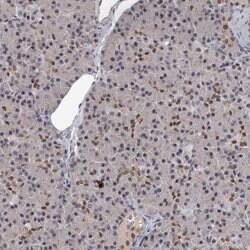 Invitrogen PRPF40B Polyclonal Antibody 100 &mu;L; Unconjugated:Antibodies,