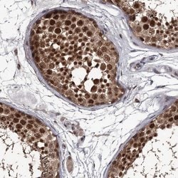 Invitrogen PRPF40B Polyclonal Antibody 100 &mu;L; Unconjugated:Antibodies,