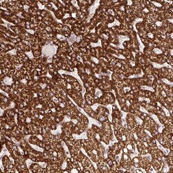 Invitrogen ISCU Polyclonal Antibody 100 &mu;L; Unconjugated:Antibodies,