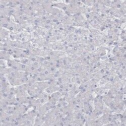 Invitrogen VGLL4 Polyclonal Antibody 100 &mu;L; Unconjugated:Antibodies,