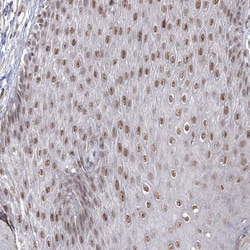 Invitrogen VGLL4 Polyclonal Antibody 100 &mu;L; Unconjugated:Antibodies,