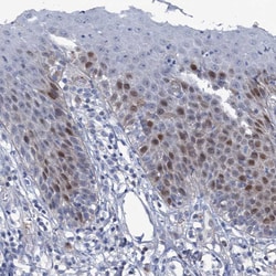 Invitrogen FAM111B Polyclonal Antibody 100 &mu;L; Unconjugated:Antibodies,