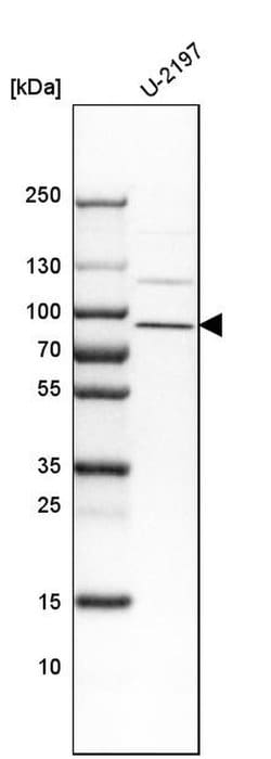 Invitrogen FAM111B Polyclonal Antibody 100 &mu;L; Unconjugated:Antibodies,