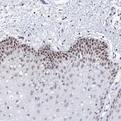 Invitrogen SPATS2 Polyclonal Antibody 100 &mu;L; Unconjugated:Antibodies,