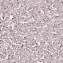 Invitrogen SPATS2 Polyclonal Antibody 100 &mu;L; Unconjugated:Antibodies,