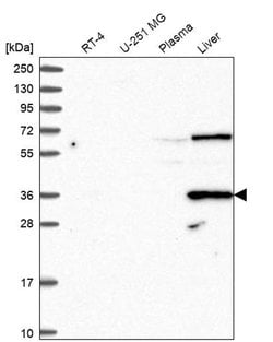 Invitrogen DAO Polyclonal Antibody 100 &mu;L; Unconjugated:Antibodies,