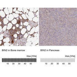 Invitrogen BIN2 Polyclonal Antibody 100 &mu;L; Unconjugated:Antibodies,