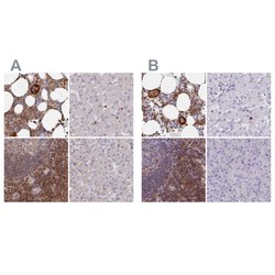 Invitrogen BIN2 Polyclonal Antibody 100 &mu;L; Unconjugated:Antibodies,