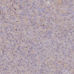 Invitrogen BIN2 Polyclonal Antibody 100 &mu;L; Unconjugated:Antibodies,