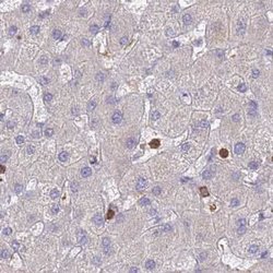Invitrogen BIN2 Polyclonal Antibody 100 &mu;L; Unconjugated:Antibodies,