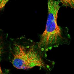 Invitrogen HARBI1 Polyclonal Antibody 100 &mu;L; Unconjugated:Antibodies,