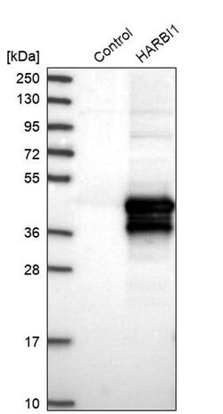 Invitrogen HARBI1 Polyclonal Antibody 100 &mu;L; Unconjugated:Antibodies,