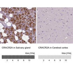 Invitrogen EFCAB4B Polyclonal Antibody 100 &mu;L; Unconjugated:Antibodies,